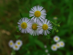 寄り添うように
