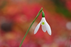 スノードロップ