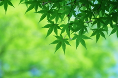 新緑の候