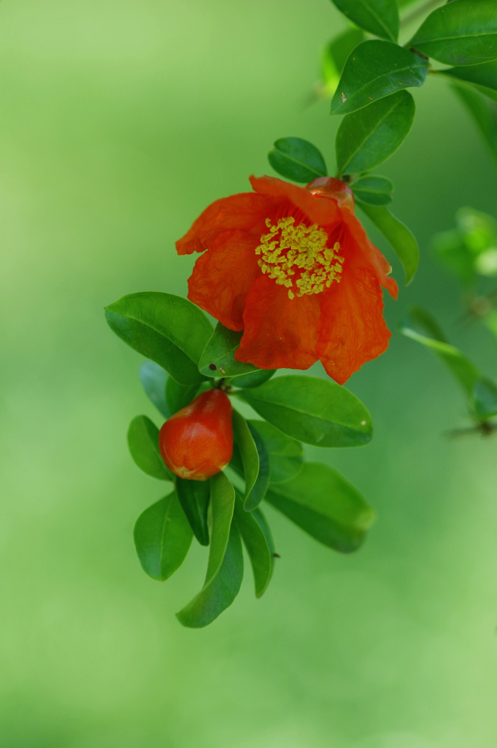 ザクロの花