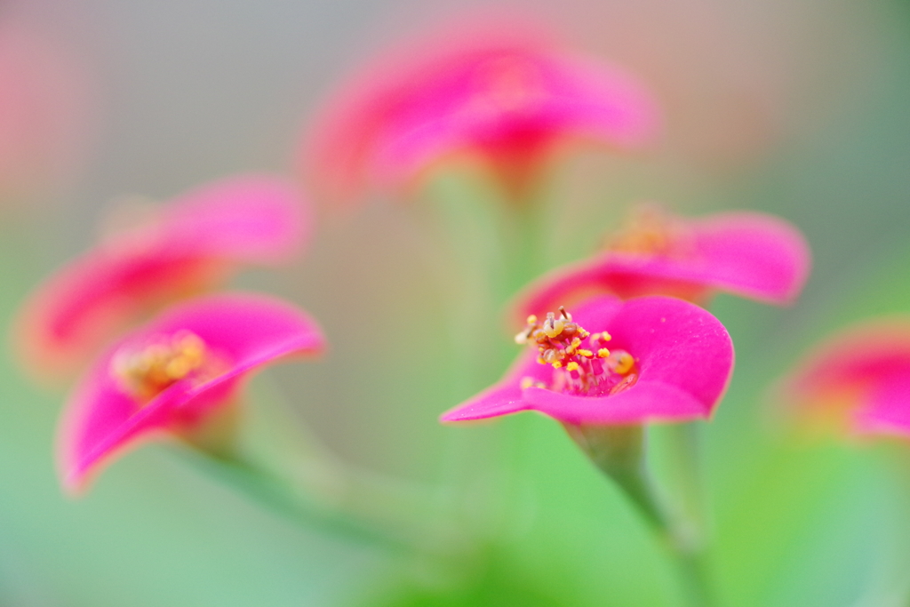 花麒麟