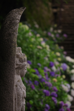 観音様と紫陽花