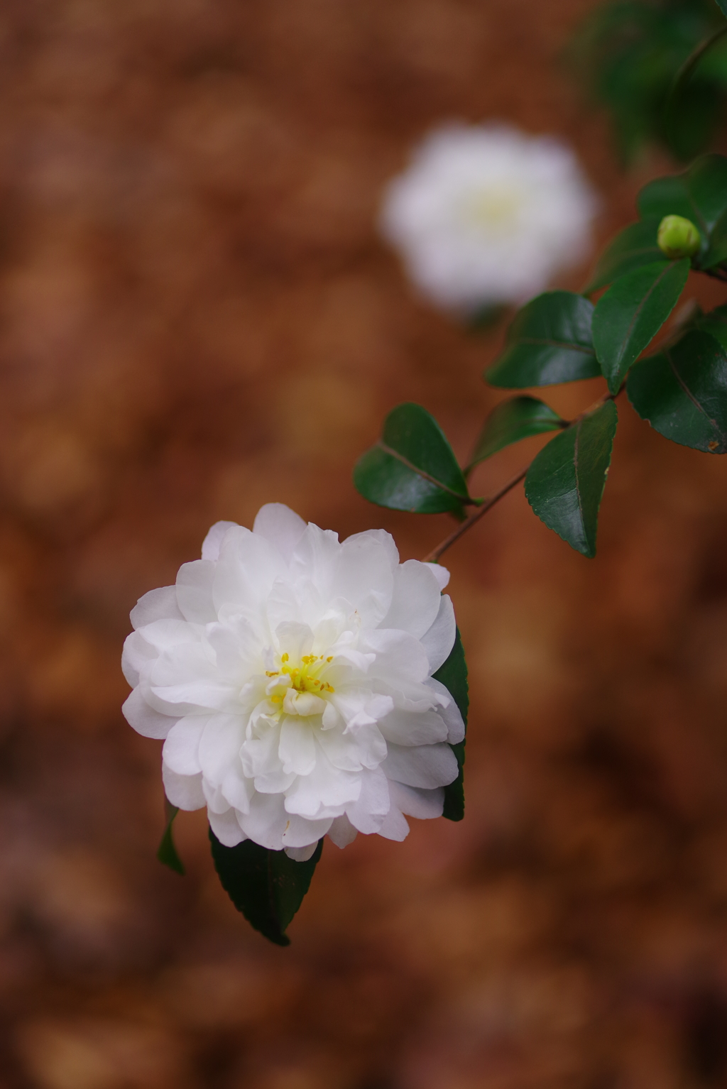 White Camellia