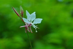 蝶々