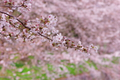 春色・桜色