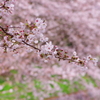 春色・桜色