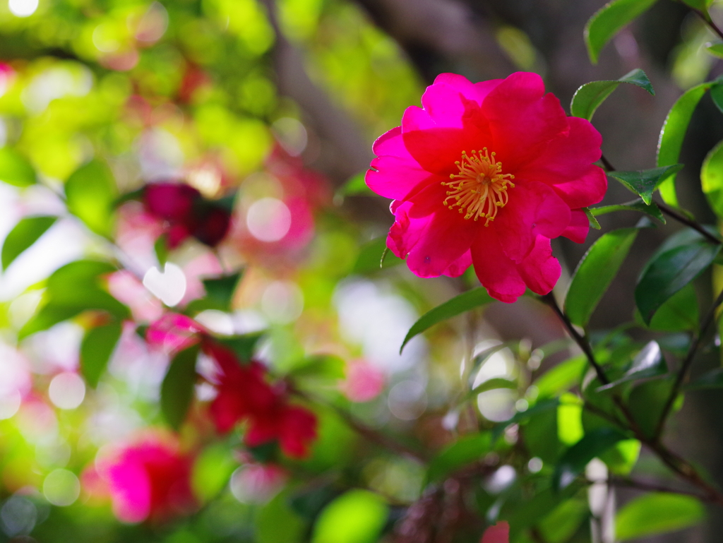 山茶花