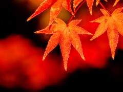 モミジ萌えて秋盛り