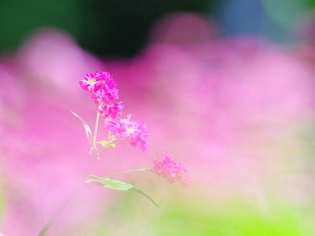 赤そばの花
