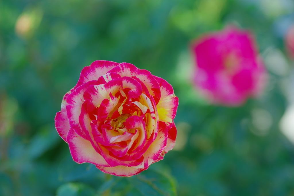 秋薔薇