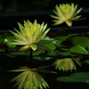 Yellow Lotus