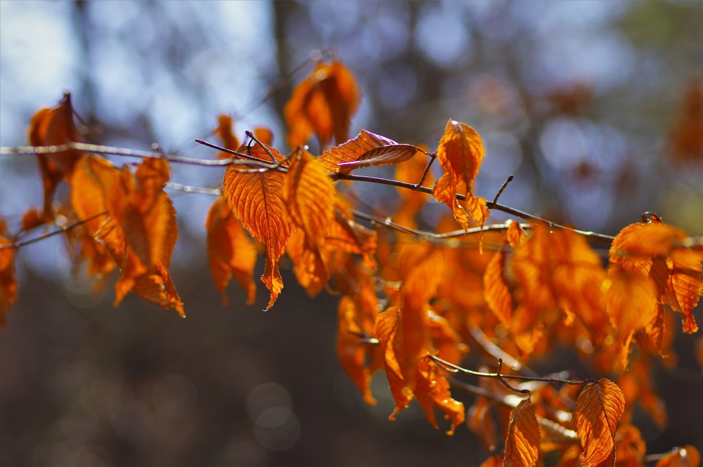 残り紅葉