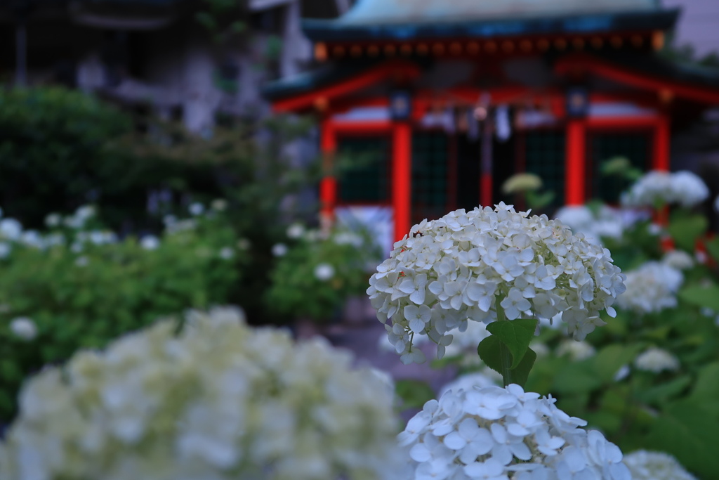紫陽花の季節