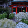 紫陽花の季節