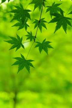 青モミジ