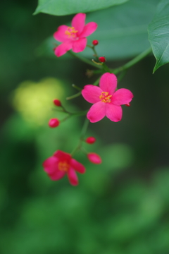 提琴桜