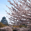 天守に桜