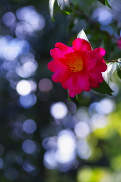 山茶花