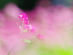 赤そばの花