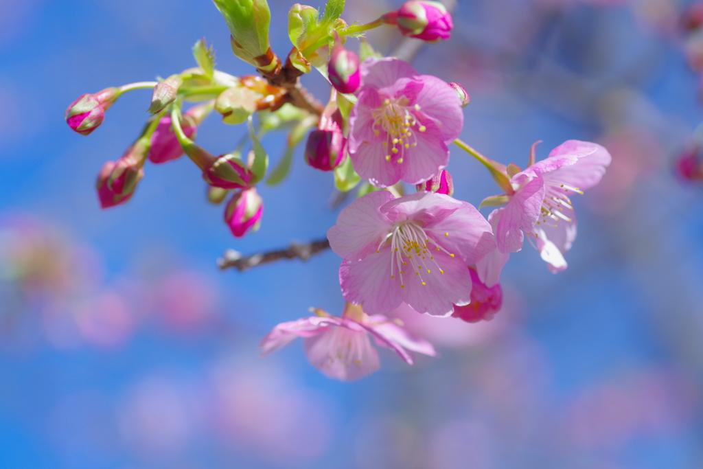 河津桜