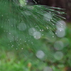 雨からの贈物