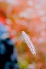 揺れて涼やかに