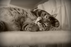 お眠む