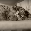 お眠む