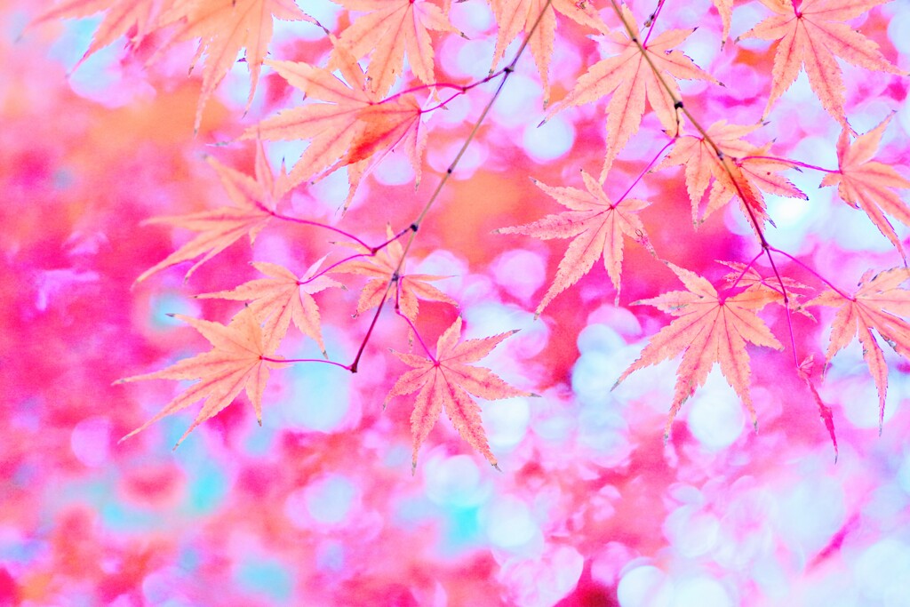 薄紅の秋