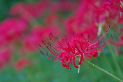 曼珠沙華