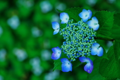 額紫陽花