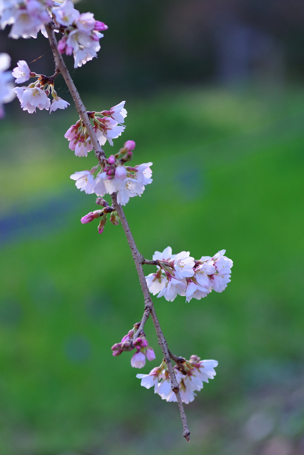 枝垂れ桜