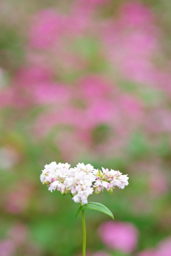そばの花