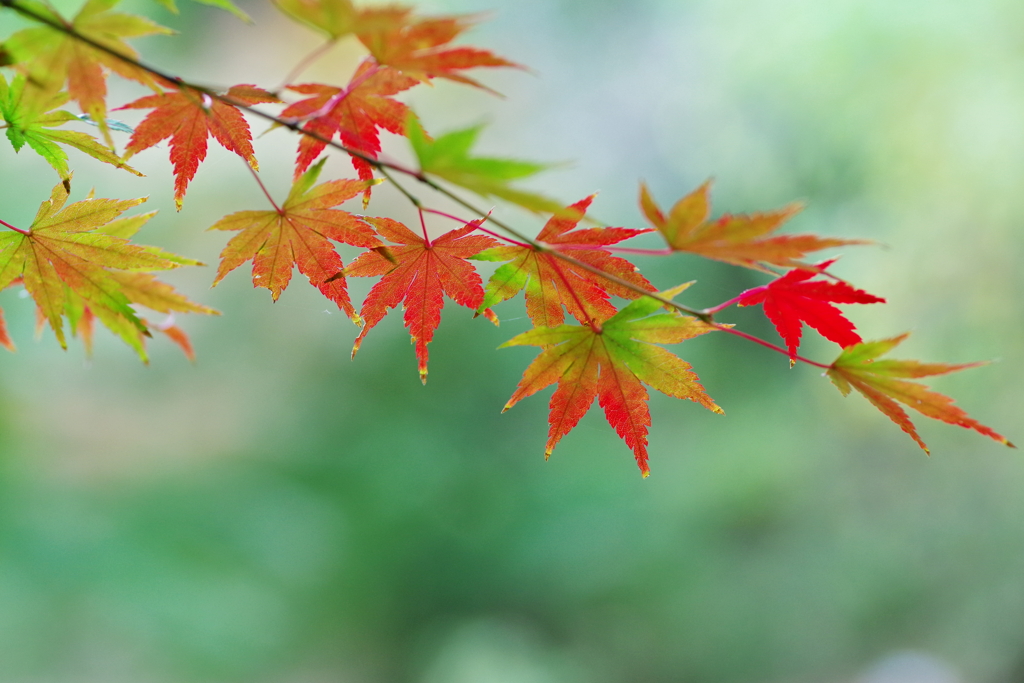 一枝の彩り
