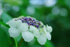 顎紫陽花