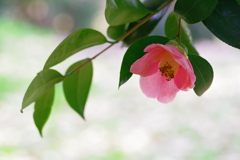 Pink Camellia