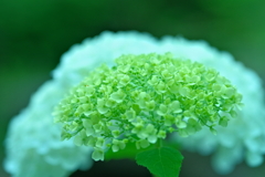 真ん丸と