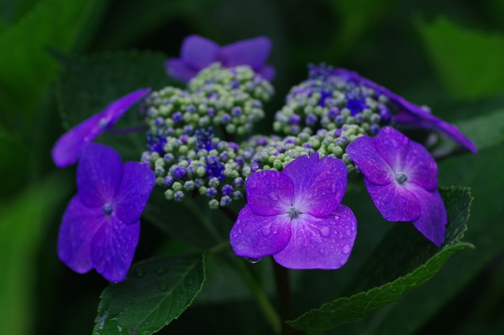 紫陽花Ⅴ