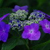 紫陽花Ⅴ