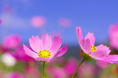 青空にコスモス