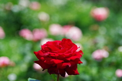 Red Rose