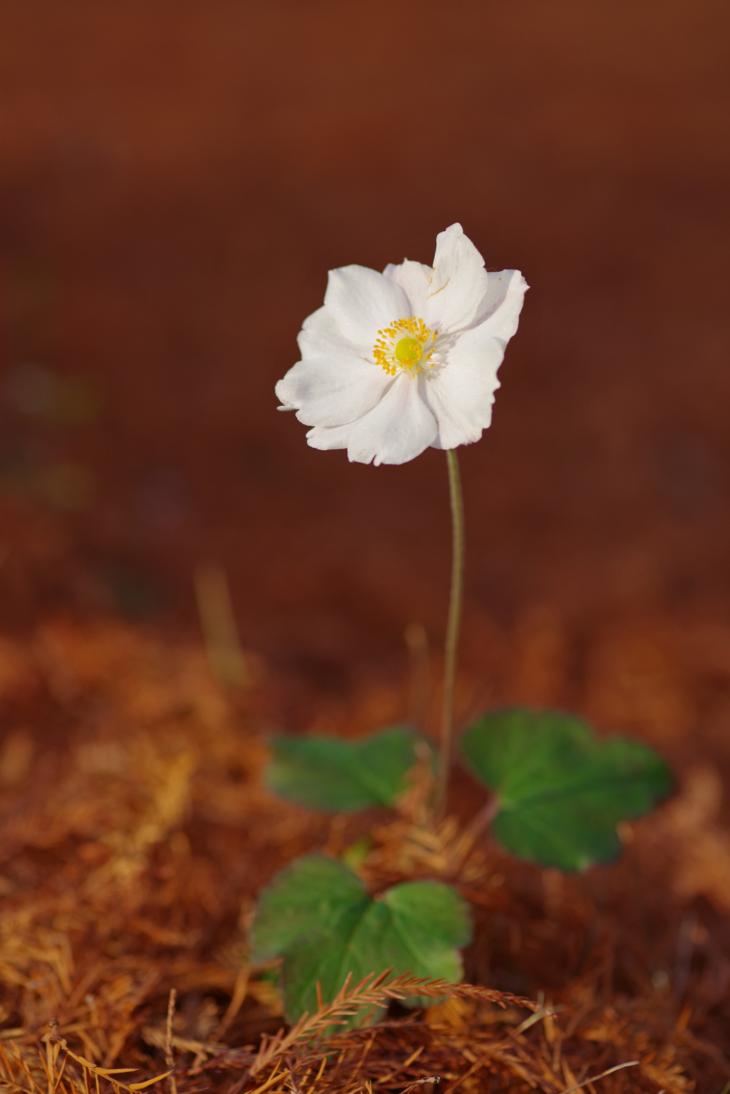 秋明菊