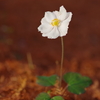 秋明菊