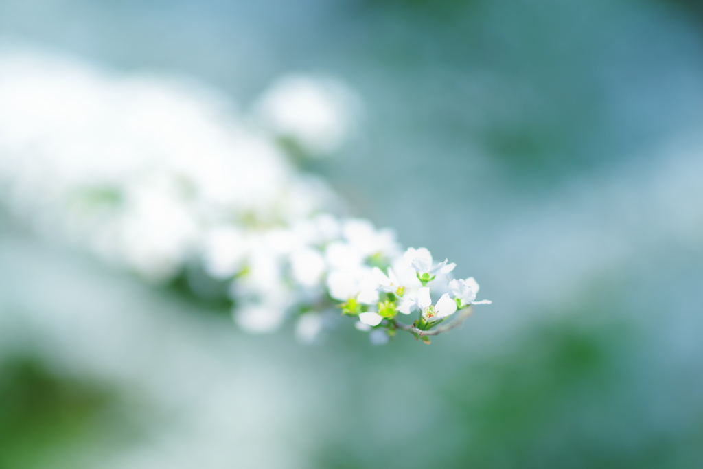 雪柳