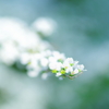 雪柳