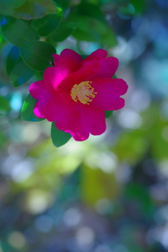 山茶花