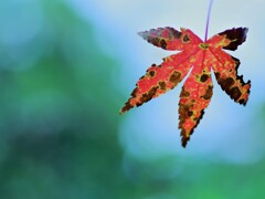 晩秋の一葉