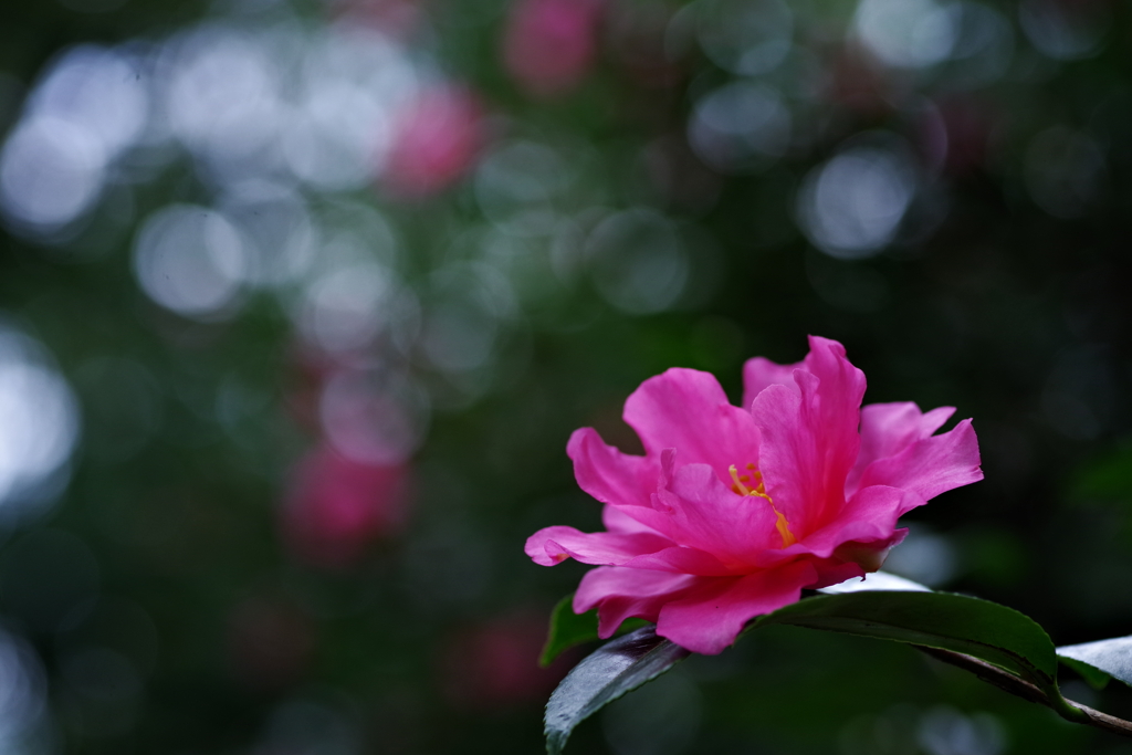山茶花