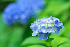 紫陽花
