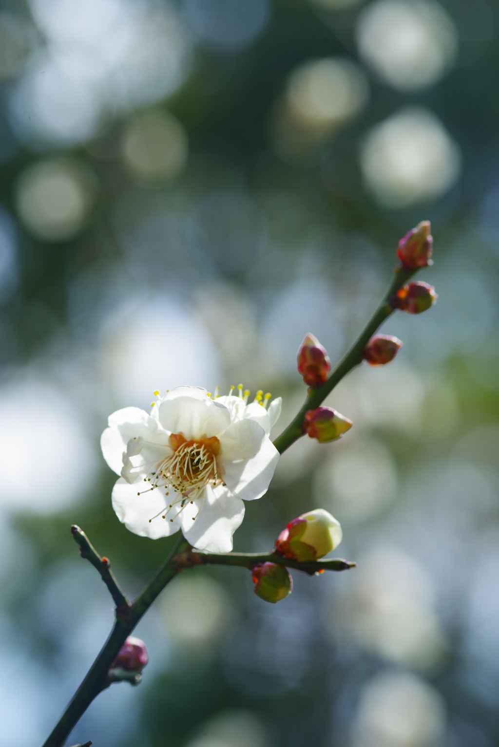梅だより
